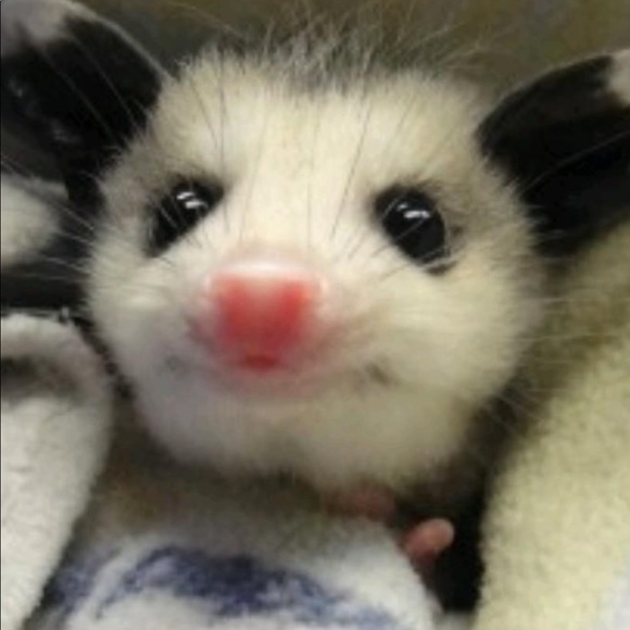 Meet your Posher, Misty - Picture 1 of 1